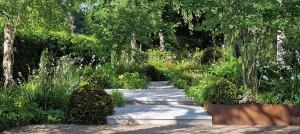 planting-under-birch-trees